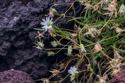 Close-up of flowers growing outdoors