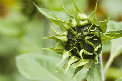 Close-up of fresh green plant