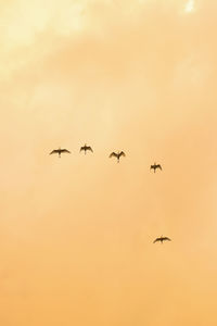 Low angle view of birds storks flying in sky