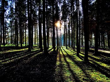 Sun shining through trees in forest