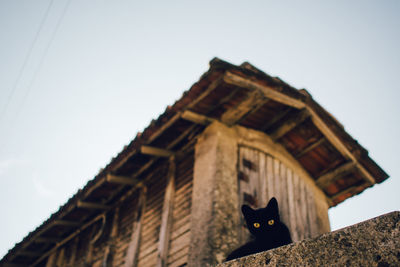 Low angle view of cat