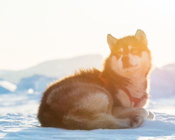 Sled dog wearing a harness curls up in the sunlit snow