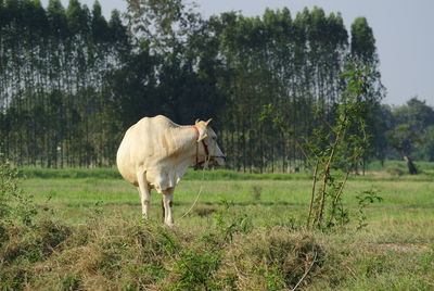 Horse standing in a field