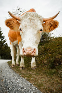 Portrait of cow standing on field against sky