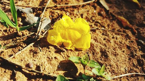 Close-up of yellow flower blooming outdoors