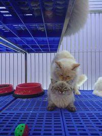 Cat in cage