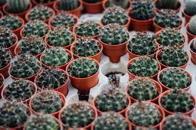 High angle view of potted plants