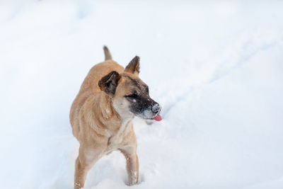 A cheerful and kind dog walks in the park in winter, plays in the snow. 