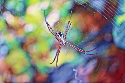 Close-up of spider on web