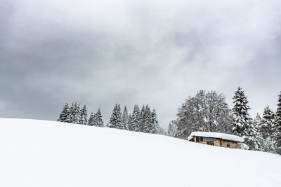 Snow covered plant against sky