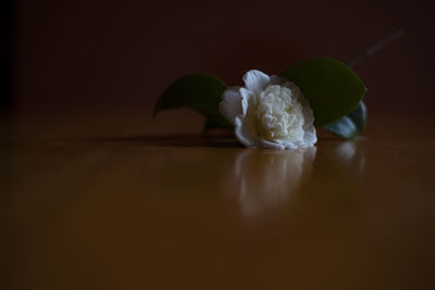 Close-up of flower over white background