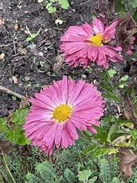 flowering plant