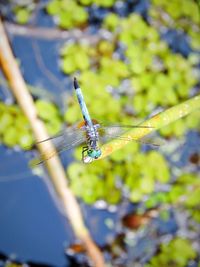 Close-up of spider on web