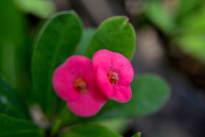 Close-up of pink flower blooming outdoors