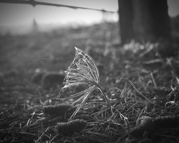 Close-up of grass