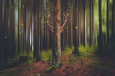 Trees growing in forest at night