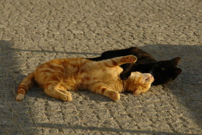 High angle view of cat sleeping on footpath