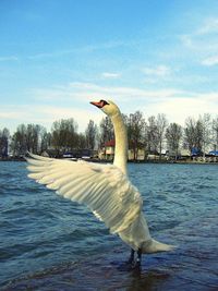 View of birds in water