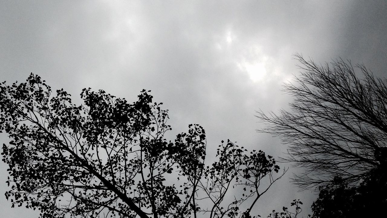 LOW ANGLE VIEW OF SILHOUETTE TREE AGAINST CLOUDY SKY