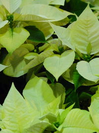 Full frame shot of leaves