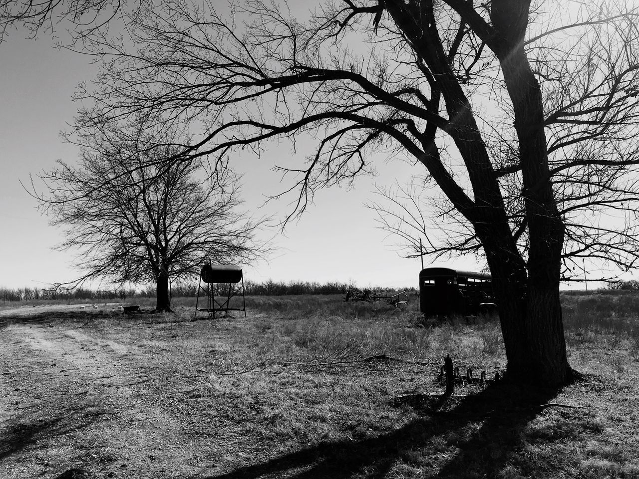 BARE TREES ON FIELD AGAINST SKY