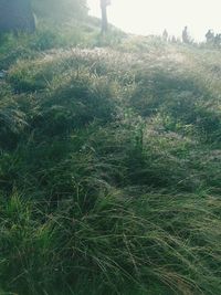 Scenic view of field in forest