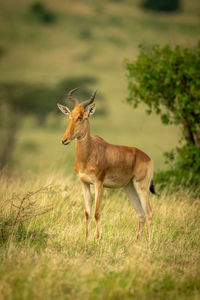 Coke hartebeest stands in grass facing left