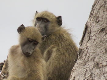 Low angle view of monkey against sky