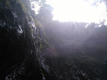 Scenic view of forest against sky