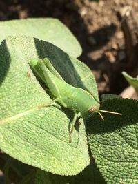 Close-up of insect on leaf