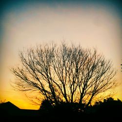 Silhouette of bare tree at sunset