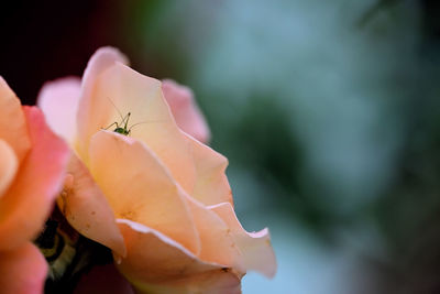 Close-up of insect on flower