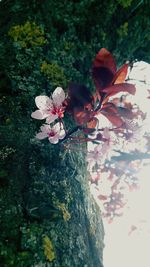 Close up of flowers blooming on tree