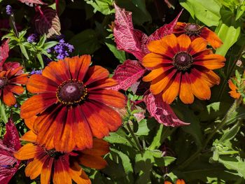 Close-up of flowers blooming outdoors