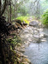 Close-up of trees against sky