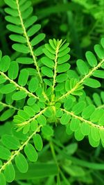 Close-up of fresh green plant