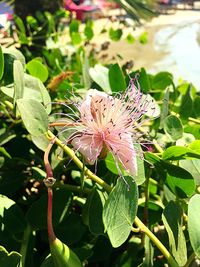 Close-up of flowers