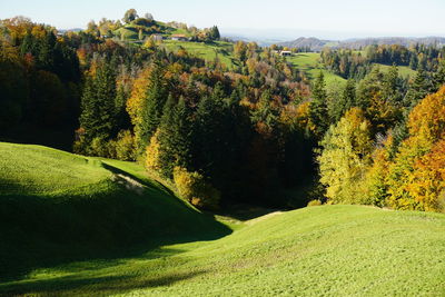 Scenic view of trees on landscape during autumn
