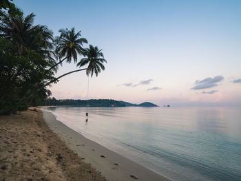 Scenic tropical beach with overhang coconut tree and sand footprint. koh mak island, trat, thailand.