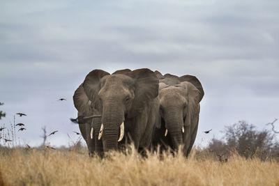 View of elephant on field against sky