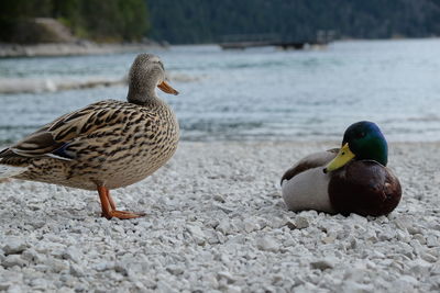 Mallard duck on a lake