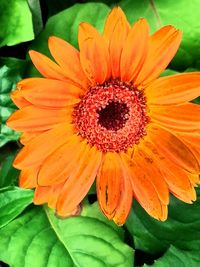 Macro shot of orange flower