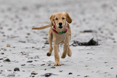 Portrait of dog running