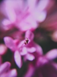 Close-up of insect on purple flower