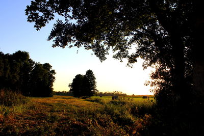 Trees on grassy field