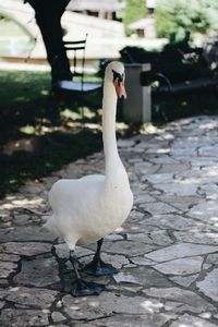 White swan standing on footpath