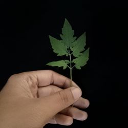 Close-up of hand holding plant against black background