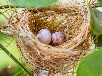 Close-up of sparrow eggs in nest