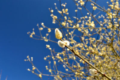 Low angle view of flowering plant against clear blue sky