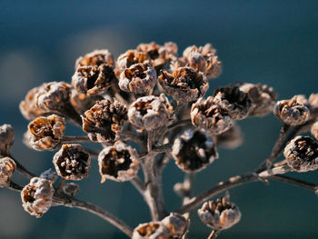 Close-up of wilted flowers against tree